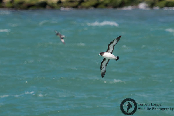 Daption capense / Cape Petrel / Kapsturmvogel