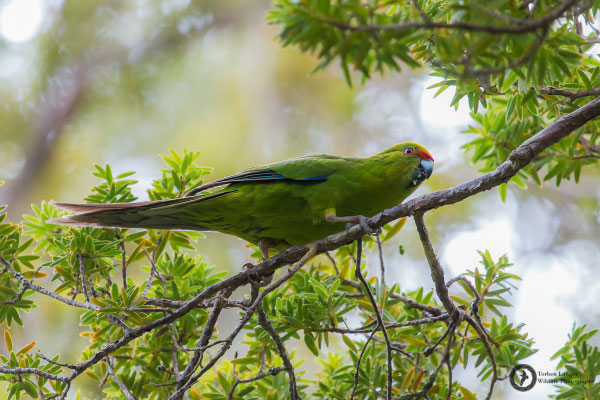 Cyanoramphus auriceps / Yellow-fronted Parakeet / Springsittich