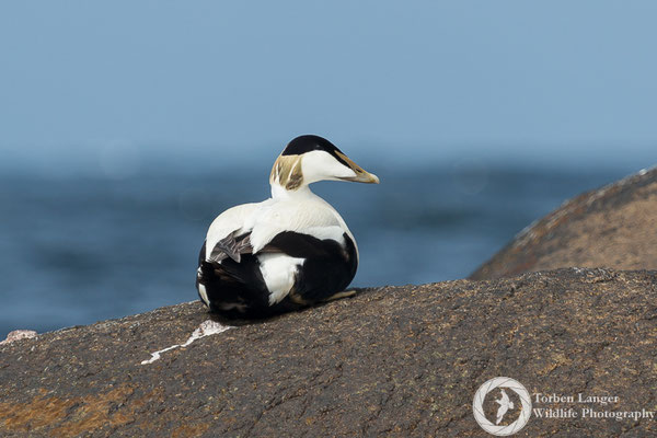 Somateria mollissima / Common Eider / Eiderente ♂