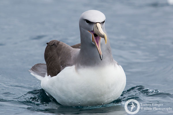 Thalassarche salvini / Salvin's Albatross / Salvinalbatros