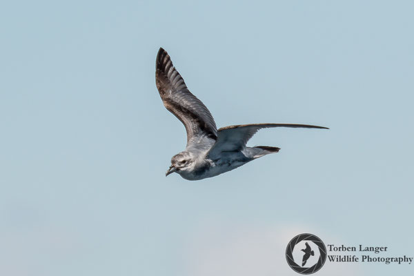 Pachyptila turtur / Fairy Prion / Feensturmvogel
