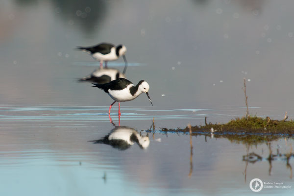 Himantopus himantopus ssp. leucocephalus / Black-winged Stilt / Stelzenläufer