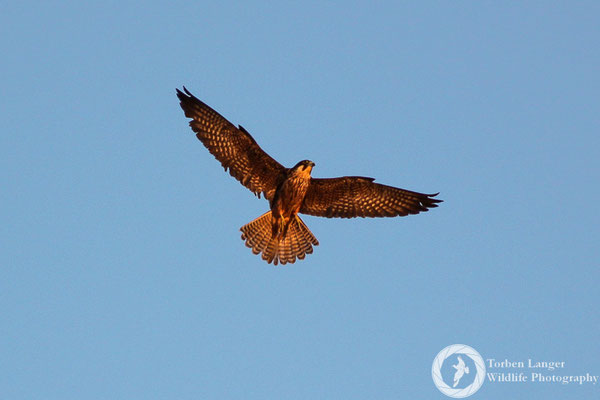 Eleonora's Falcon