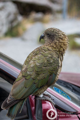 A curious Kea is checking out the car