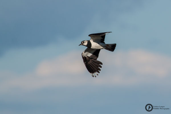 Vanellus vanellus / Northern Lapwing / Kiebitz