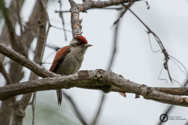 Veniliornis callonotus / Scarlet-backed Woodpecker / Scharlachrückenspecht