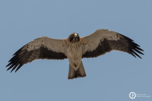 Booted Eagle