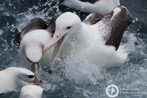 Diomedea epomorpha / Southern Royal Albatross / Südlicher Königsalbatros & Thalassarche steadi / White-capped Albatross / Aucklandalbatros