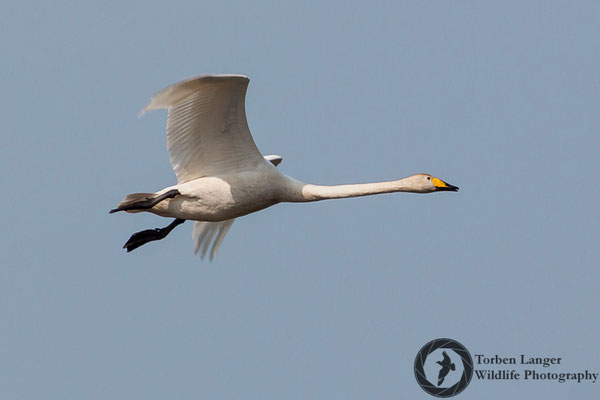 Cygnus cygnus / Whooper Swan / Singschwan