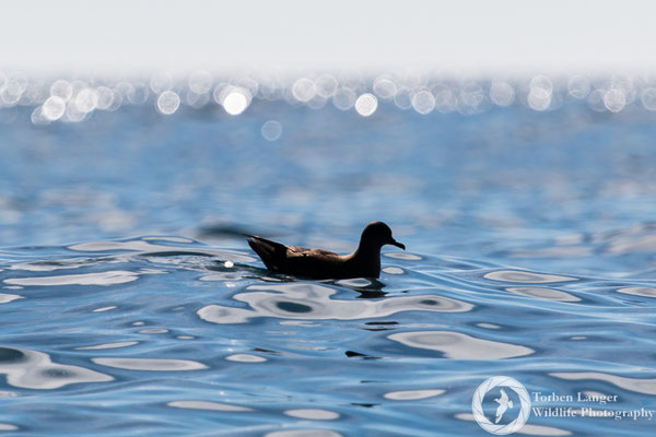 Ardenna tenuirostris / Short-tailed Shearwater / Kurzschwanz-Sturmtaucher
