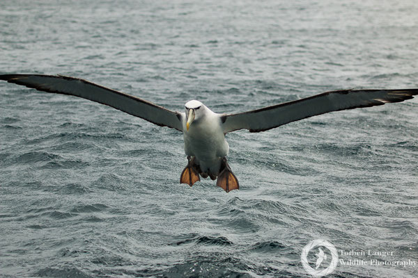 Thalassarche steadi / White-capped Albatross / Aucklandalbatros