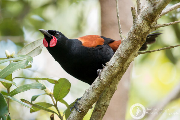A North Island Saddleback at Tiritiri Matangi