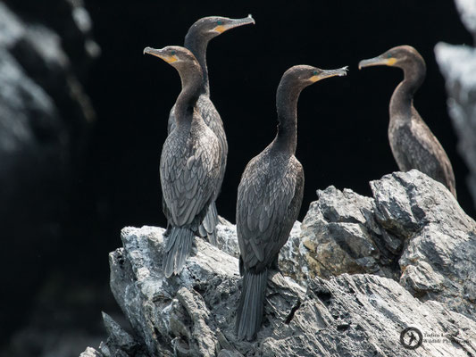 Nannopterum brasilianus / Neotropical Cormorant / Olivenscharbe