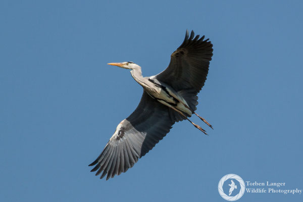 Ardea cinerea / Grey Heron / Graureiher