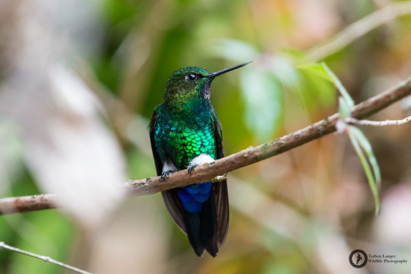 Eriocnemis vestita - Glowing Puffleg - Violettkehl-Höschenkolibri ♂