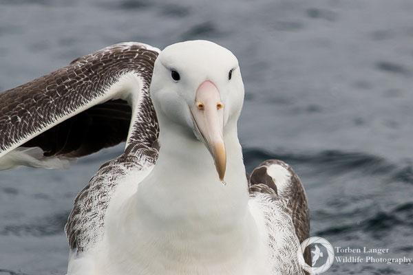 Diomedea epomorpha / Southern Royal Albatross / Südlicher Königsalbatros