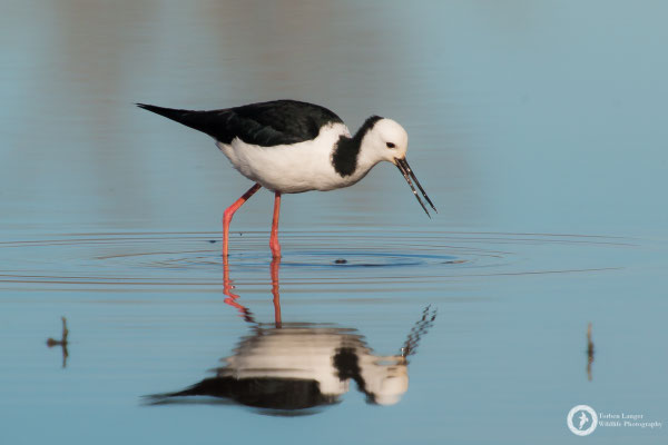 Himantopus himantopus ssp. leucocephalus / Black-winged Stilt / Stelzenläufer