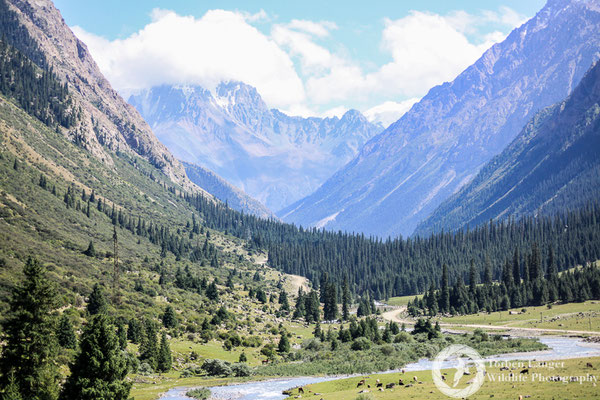 A sunny day in the valley