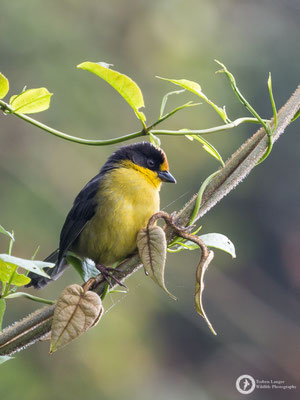 Pale-naped Brushfinch / Atlapetes pallidinucha / Zimtstirn-Buschammer