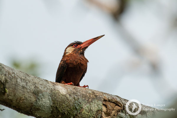 Galbalcyrhynchus leucotis / White-eared Jacamar / Kastanienglanzvogel