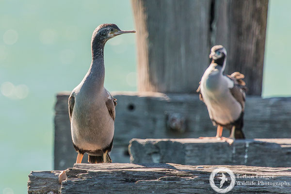 Phalacrocorax punctatus / Spotted Shag / Tüpfelscharbe