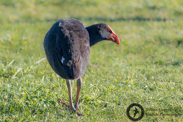 Porphyrio porphyrio / Purple Swamphen / Purpurhuhn / Pukeko