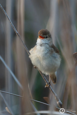 Eurasian Reed-warbler