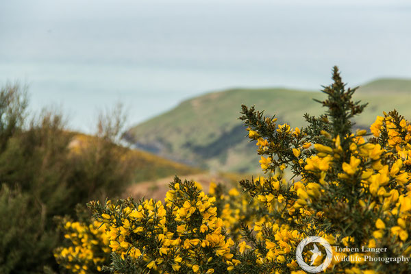 Gorse (Ulex europaeus), an invasive plant close to Hinewai Reserve on Banks Peninsula