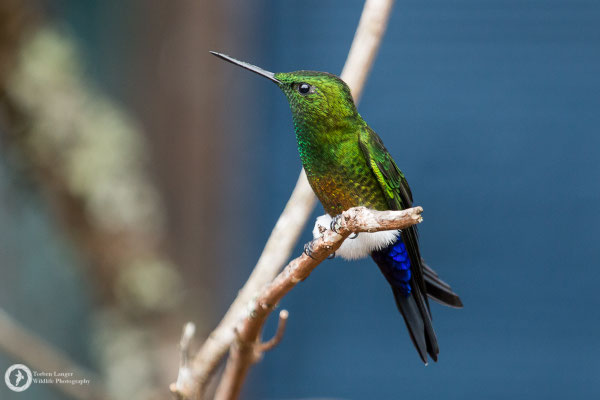 Eriocnemis cupreoventris - Coppery-bellied Puffleg - Kupferbauch-Höschenkolibri ♂
