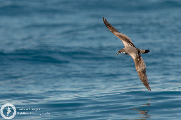 Ardenna bulleri / Buller's Shearwater / Graumantel-Sturmtaucher