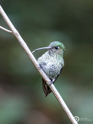 Many-spotted Hummingbirds