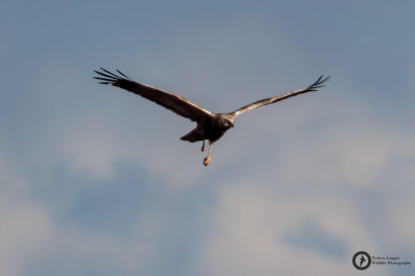 Circus aeruginosus / Western Marsh Harrier / Rohrweihe ♂