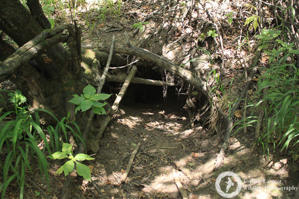 A porcupine's den