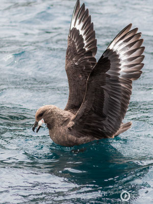 Catharacta antarctica ssp. lonnbergi / Brown Skua / Subantarktikskua