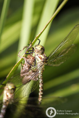 Dragonfly / Libelle