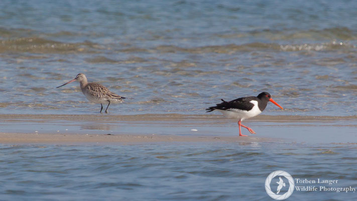 Haematopus ostralegus / Eurasian Oystercatcher / Austernfischer & Limosa lapponica / Bar-tailed Godwit / Pfuhlschnepfe