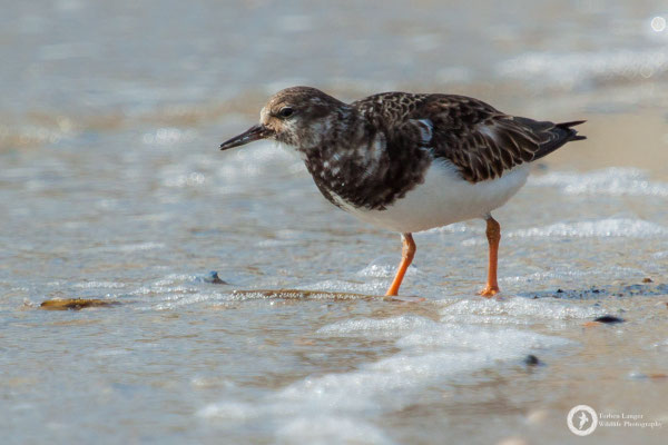 Arenaria interpres / Ruddy Turnstone / Steinwälzer