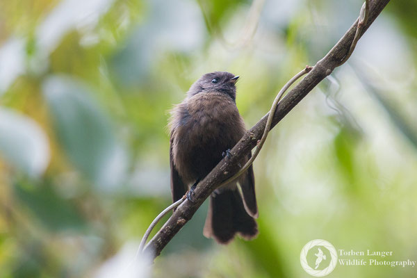 A New Zealand Fantail in Riccarton Bush/Christchurch