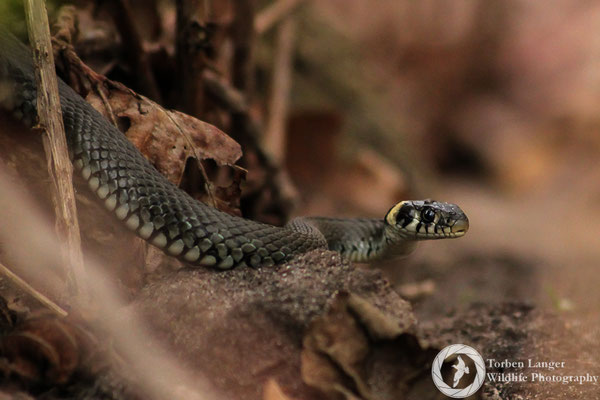 Natrix natrix / Grass Snake / Ringelnatter