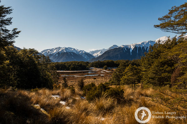 Hiking in Craigieburn Forest Park