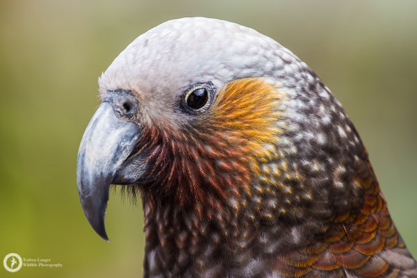 Nestor meridionalis / Kaka