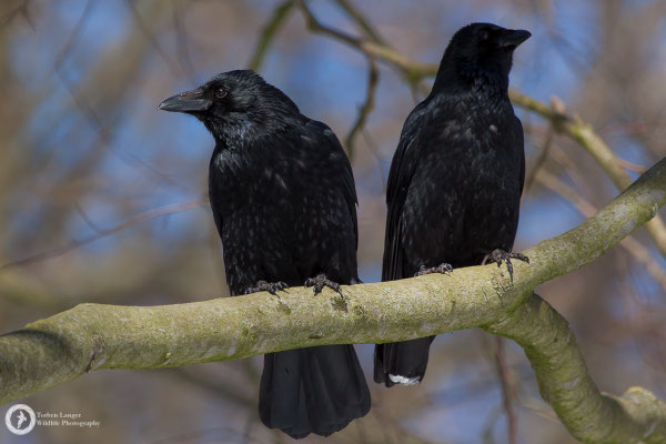 Corvus corone / Carrion Crow / Rabenkrähe