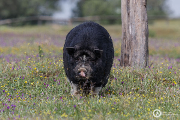 I like pigs