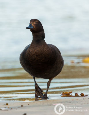 Tadorna variegata / Paradise Shelduck / Paradieskasarka ♂ 