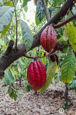 Chocolate, fresh from the tree