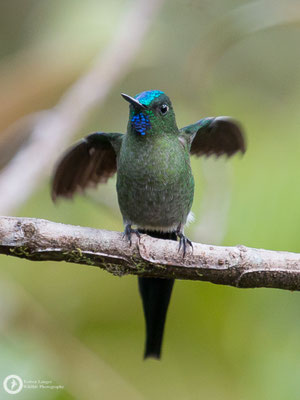 Aglaiocercus kingii - Long-tailed Slyph - Himmelssylphe ♂