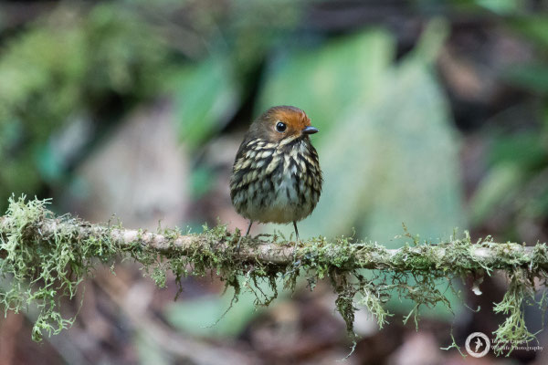Grallaricula ochraceifrons / Ochre-fronted Antpitta / Ockerstirn-Ameisenpitta