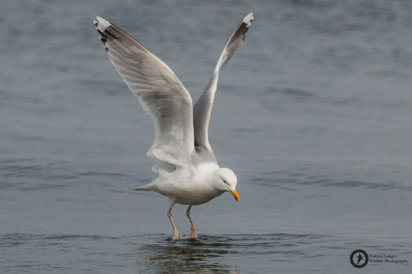 Larus argentatus / European Herring Gull / Silbermöwe