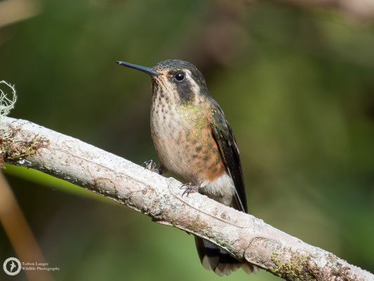 Adelomyia melanogenys - Speckled Hummingbird - Schwarzohrkolibri