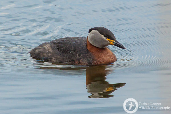 Podiceps grisegena / Red-necked Grebe / Rothalstaucher
